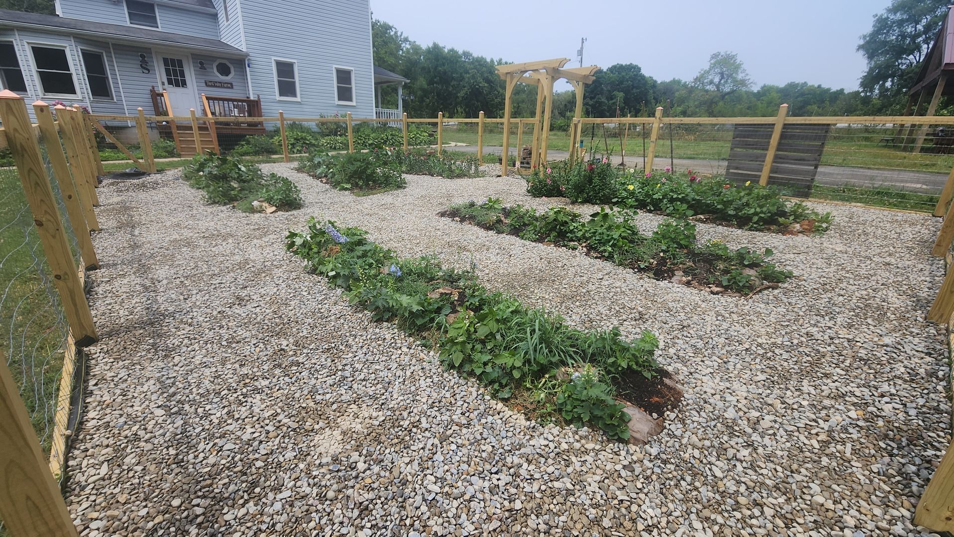 Vegetable garden with green plants in raised beds surrounded by gravel and a wooden fence.
