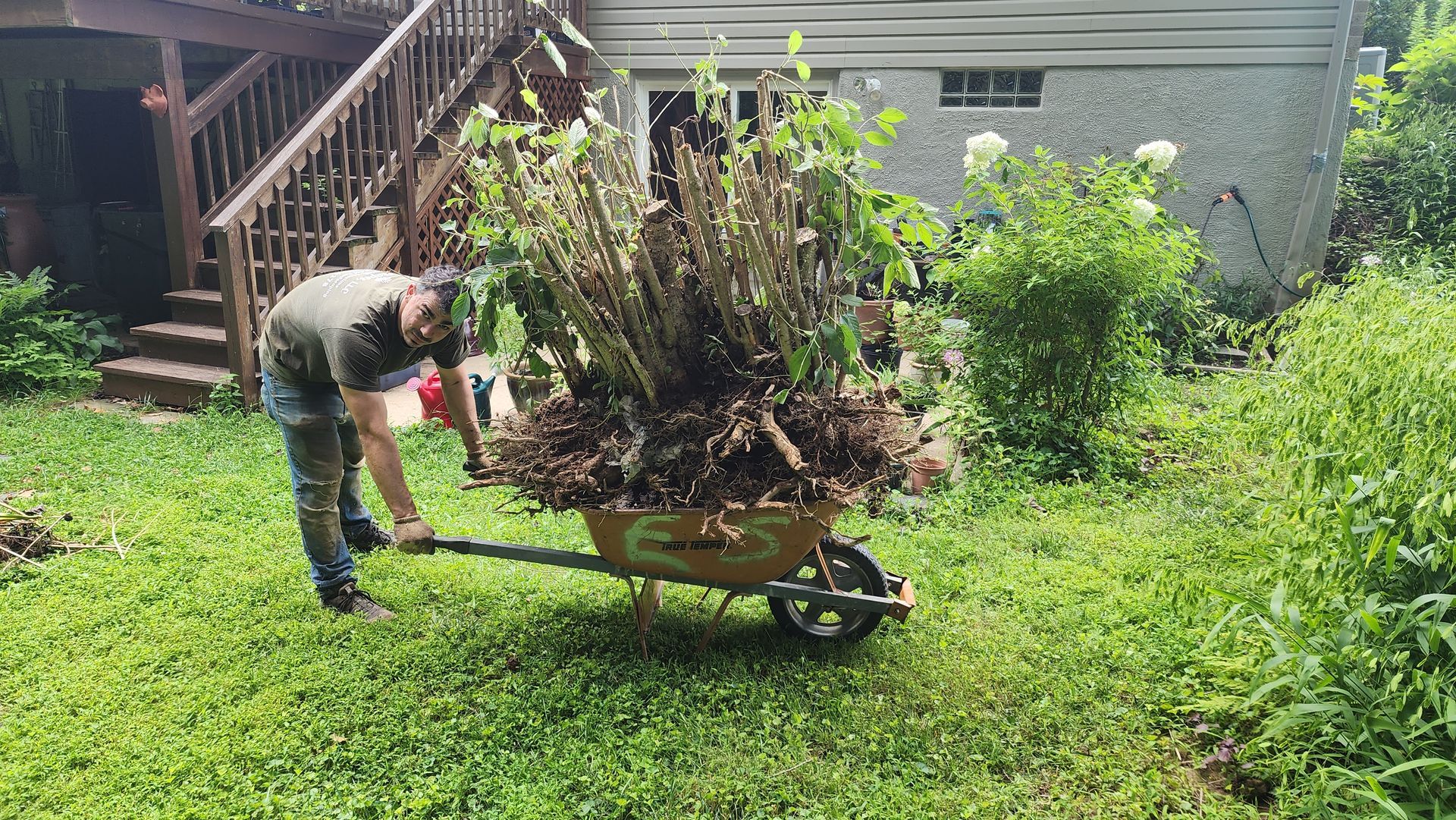 Man loads a wheelbarrow full of pruned branches in a grassy backyard.