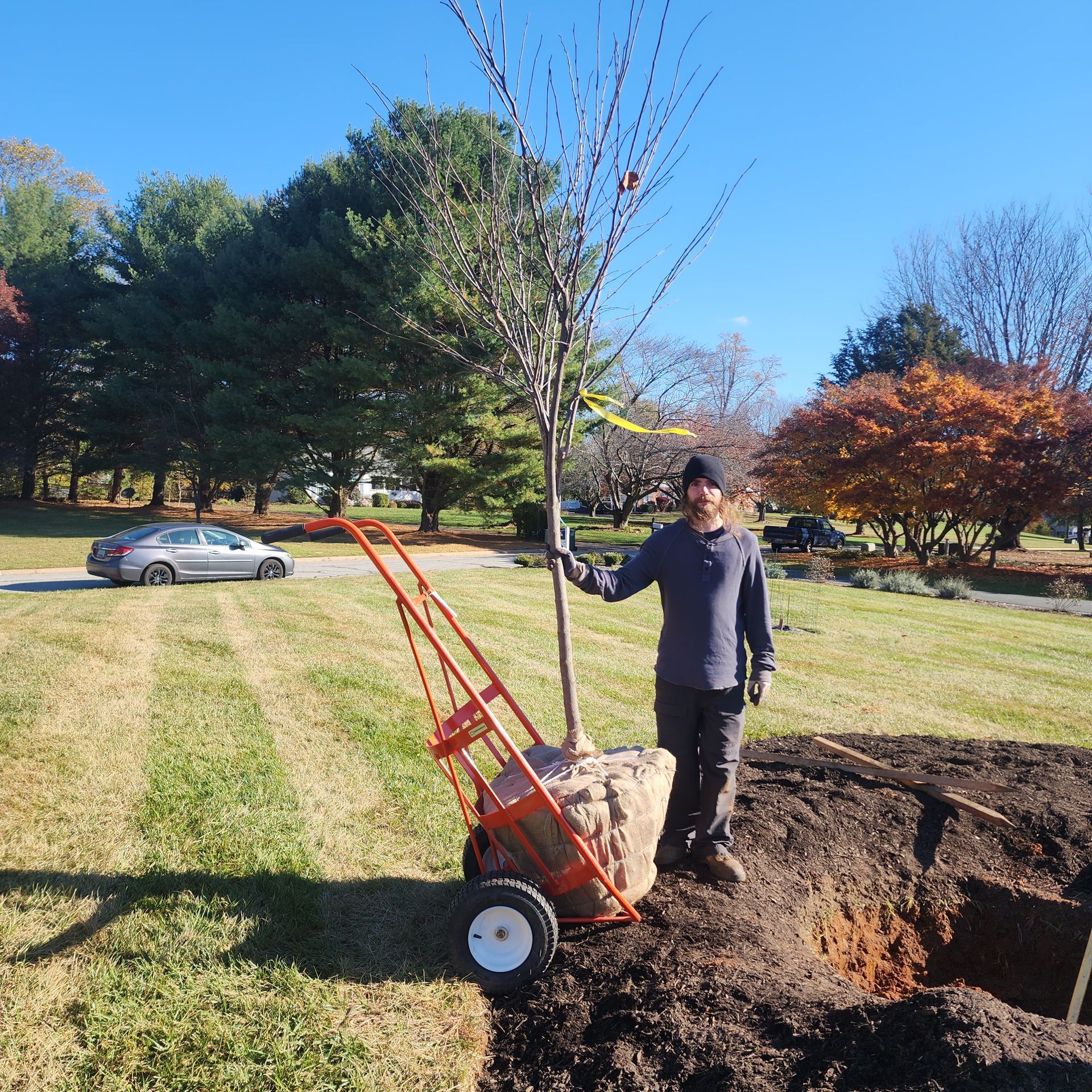 Man standing next to a tree being planted near a hole. He holds the tree, near a cart on a sunny day.