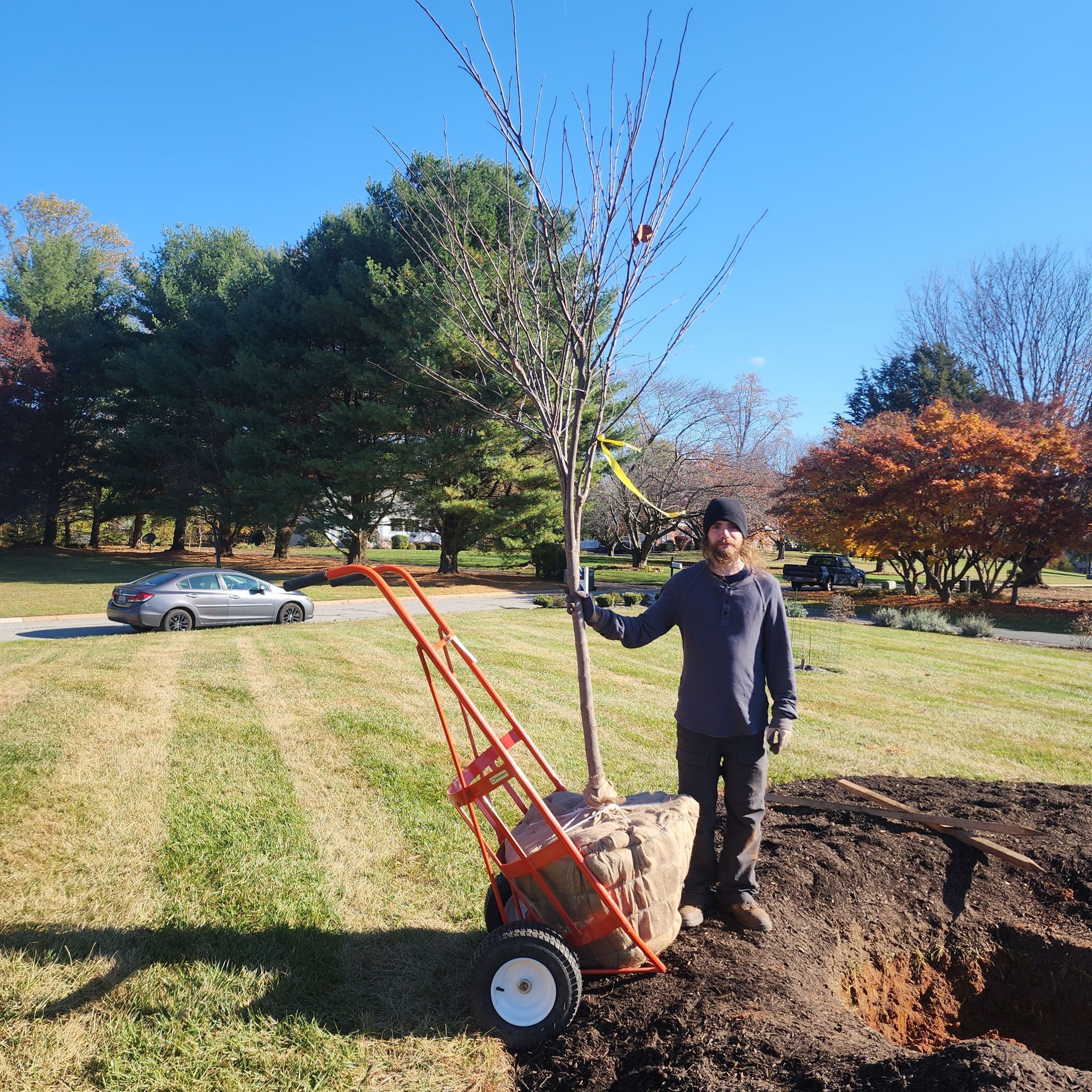 Man planting tree, holding it with a cart; standing next to dug hole, green grass and blue sky.