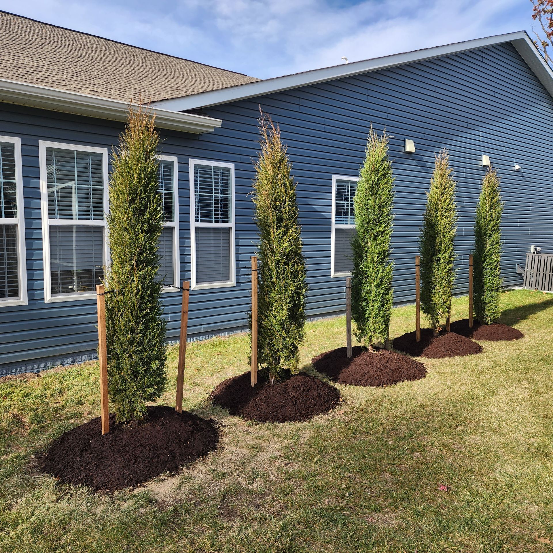Five young, green columnar trees planted near a blue house, mulched, and staked on a sunny day.
