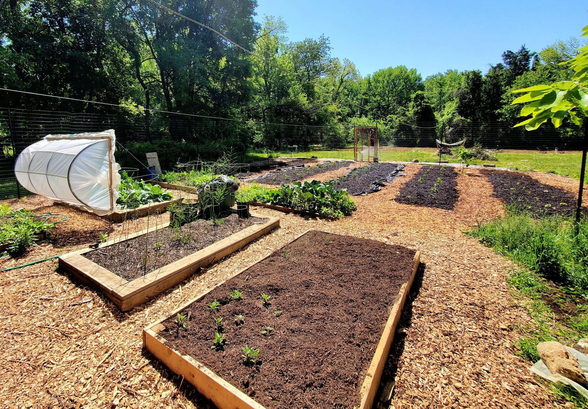 Raised garden beds filled with dark soil and plants, surrounded by wood chips, in a sunny backyard.