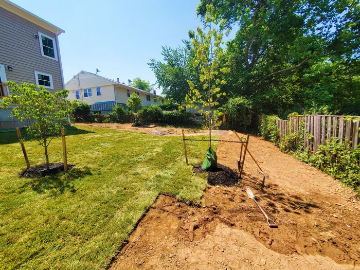 Backyard with newly planted trees; grass and dirt patches; fence, houses, and trees in background.