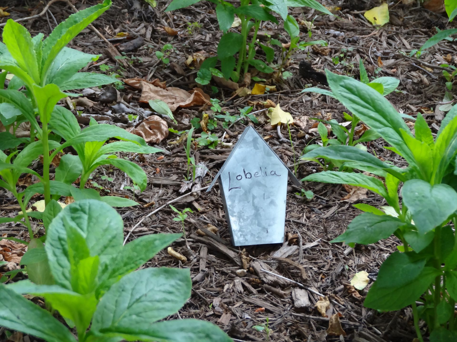 A garden marker with 