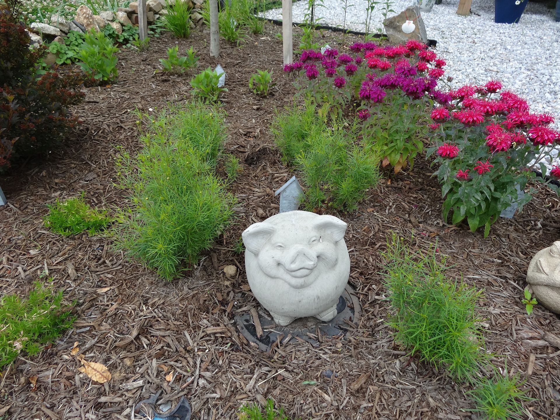 Stone pig statue in garden bed with pink flowers and green foliage.