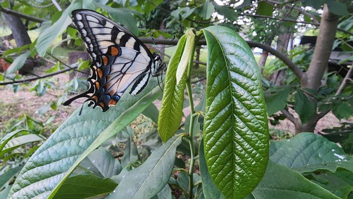 Tiger swallowtail butterfly on green leaves, black and yellow markings.