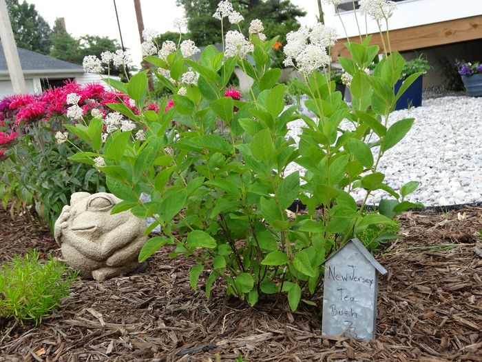 A green shrub in a garden bed, with a metal birdhouse and stone frog.