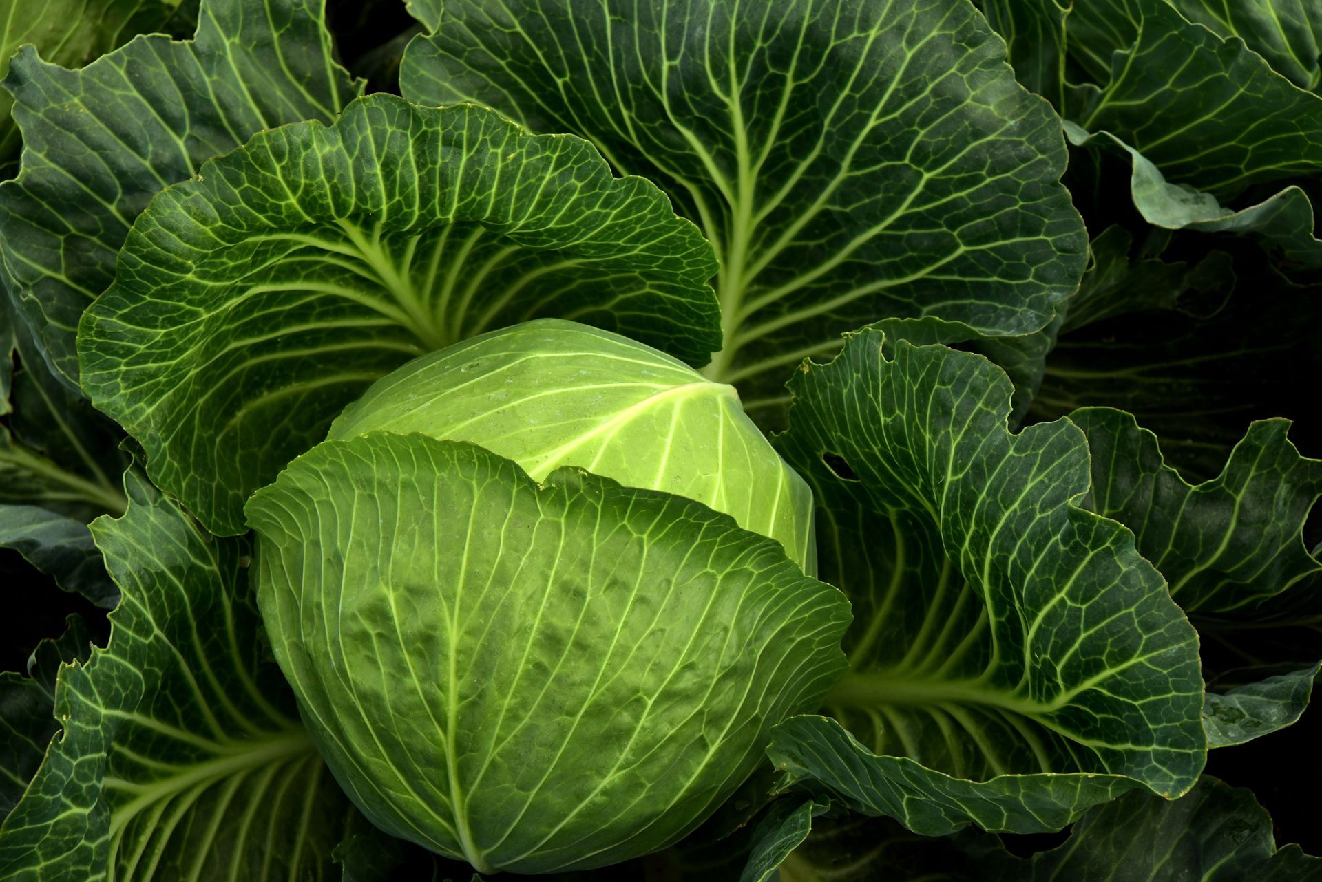 Green cabbage head surrounded by large, textured leaves.