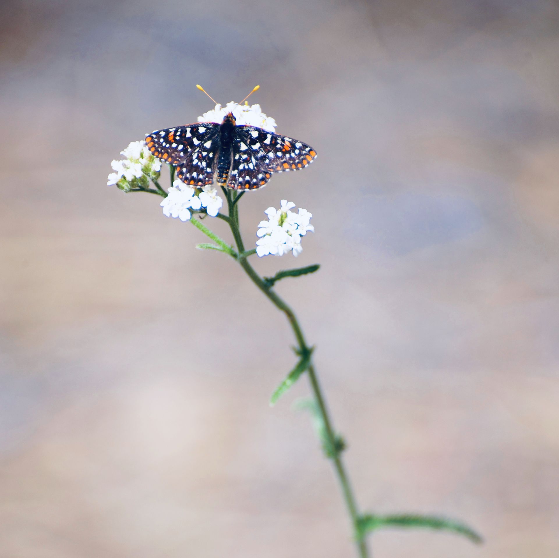 Butterfly with patterned wings on a white wildflower stem, blurred background.