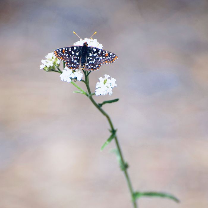 Butterfly with speckled wings on a white flower stalk.