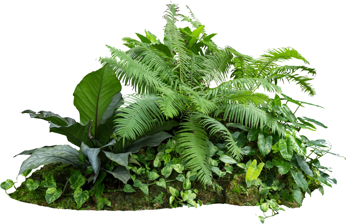 A cluster of lush, green tropical plants arranged on moss.