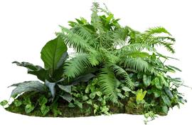 A cluster of lush, green tropical plants arranged on moss.