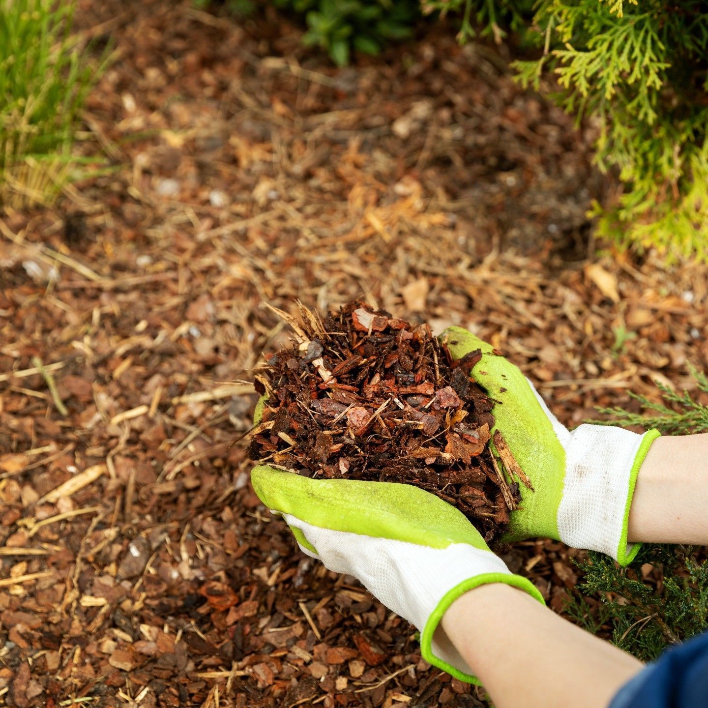Hands in green gloves holding mulch in garden.