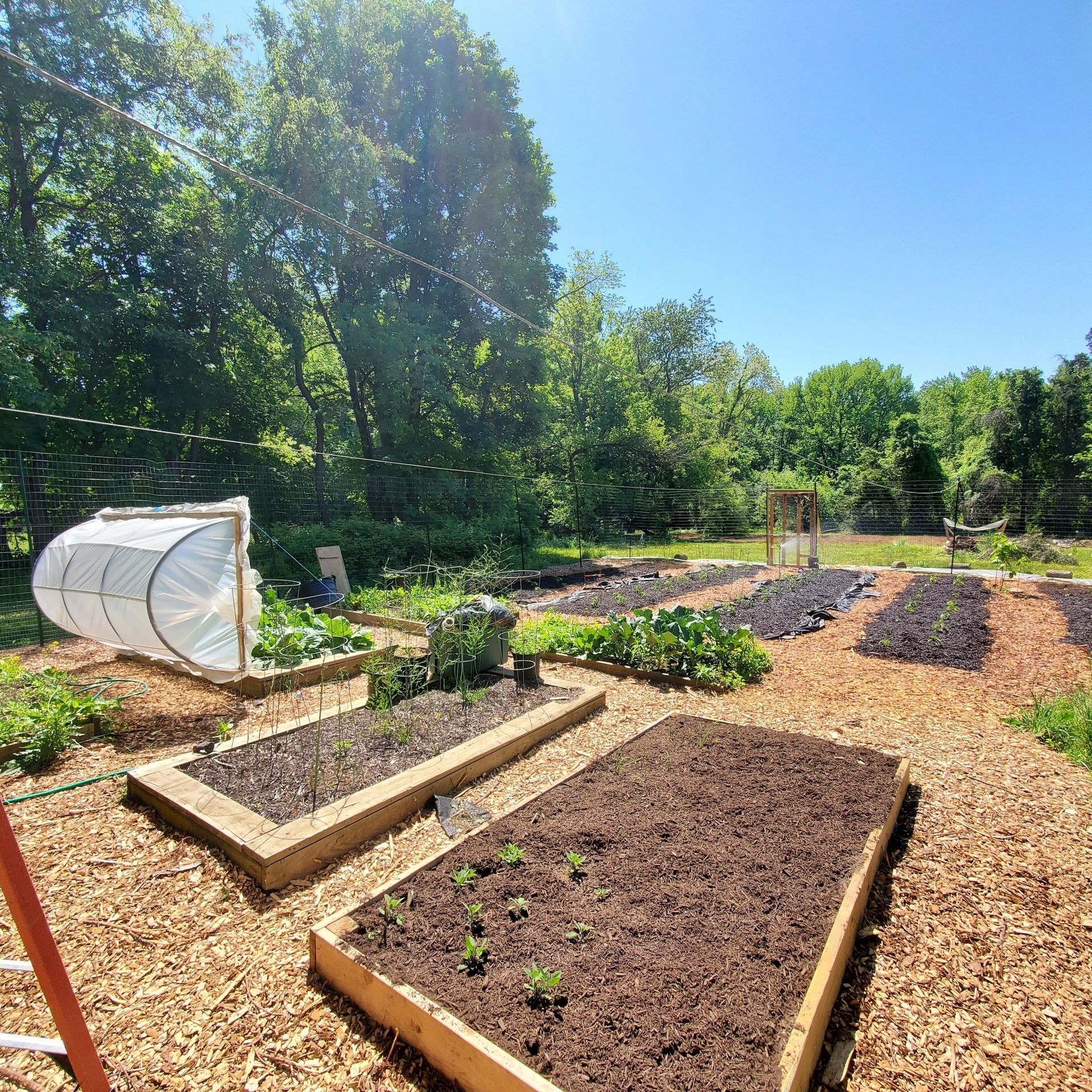 Raised garden beds in a sunny outdoor space with trees in the background.
