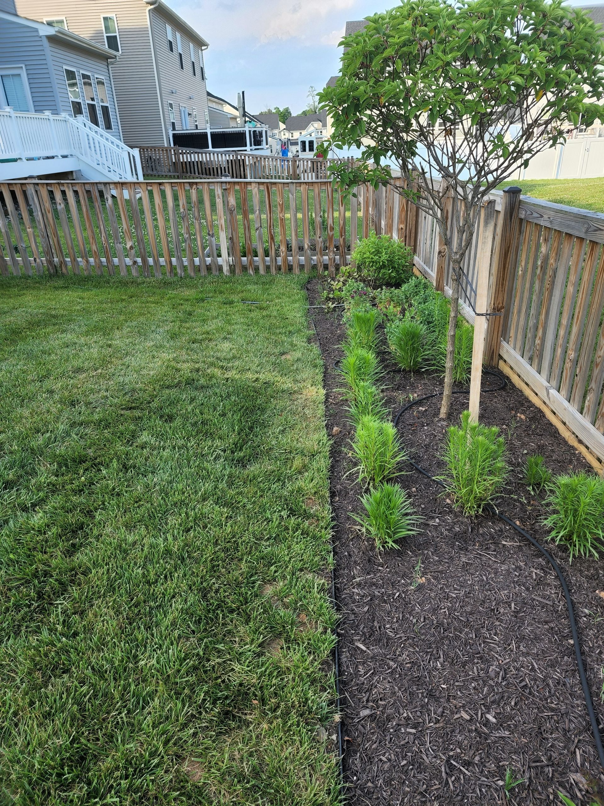 Backyard garden bed with plants along a wooden fence. Green grass, brown mulch, and a bright sky.