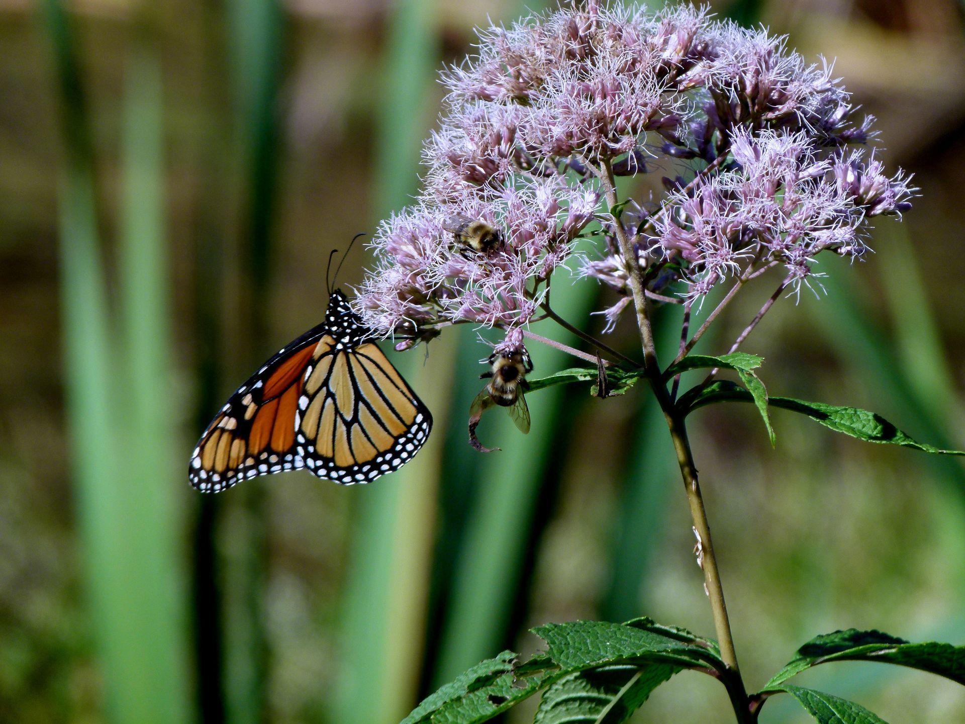 Monarch butterfly with orange and black wings on a purple flower cluster. Green leaves, outdoors.