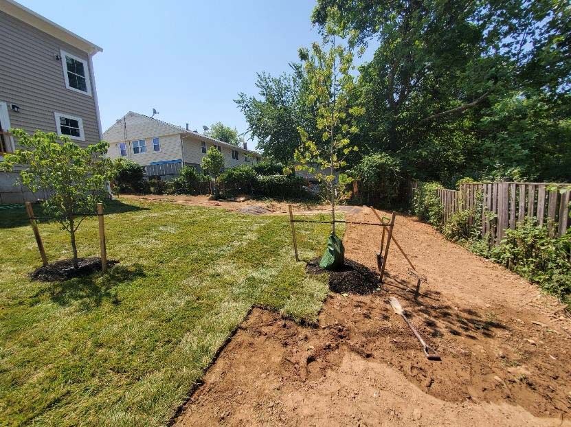 A sunny backyard with newly planted trees, fresh mulch, and a prepared planting bed; adjacent to a fence and houses.
