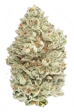 A dense, light green cannabis flower bud covered in white trichomes with small orange pistils against a white background.