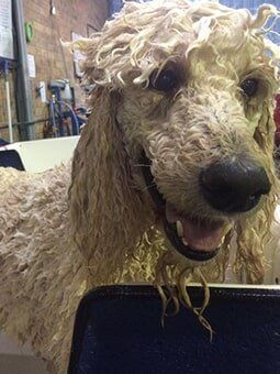 DIY Dog washing — Dogoverboard in Adamstown, NSW