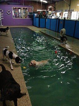 Dog swimming lesson — Dogoverboard in Adamstown, NSW