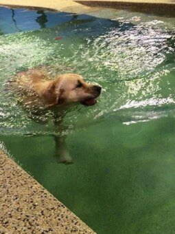 Dog swimming — Dogoverboard in Adamstown, NSW