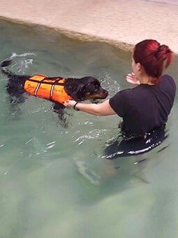 Canine Hydrotherapy — Dogoverboard in Adamstown, NSW