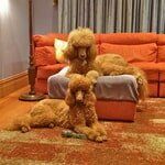 Two groomed dogs — Dogoverboard in Adamstown, NSW