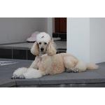 White hairy dog — Dogoverboard in Adamstown, NSW