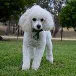 White dog — Dogoverboard in Adamstown, NSW