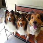 Three dogs — Dogoverboard in Adamstown, NSW