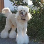 White groomed dog — Dogoverboard in Adamstown, NSW