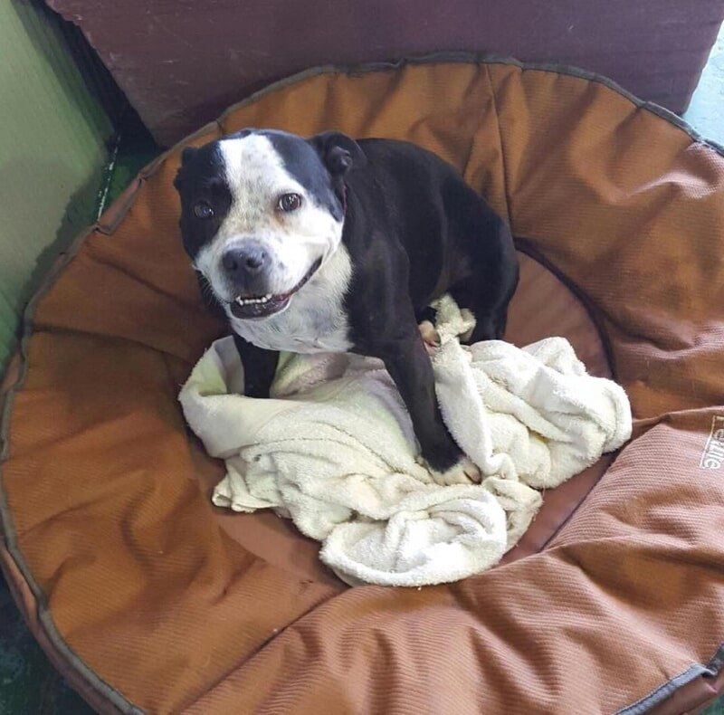 Black and white dog 2 — Dogoverboard in Adamstown, NSW