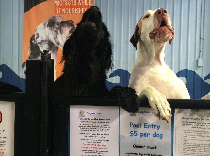 Black and white dogs  — Dogoverboard in Adamstown, NSW