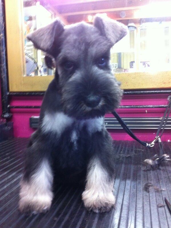 Black dog 2 — Dogoverboard in Adamstown, NSW