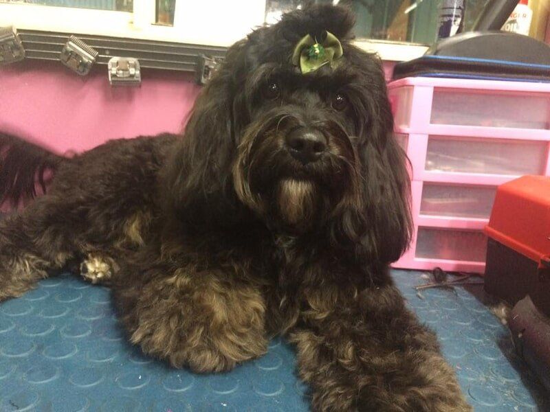 Black dog with green ribbon — Dogoverboard in Adamstown, NSW