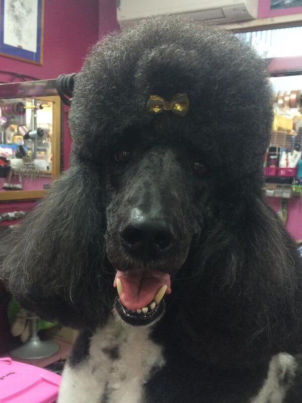 Black dog with yellow ribbon — Dogoverboard in Adamstown, NSW