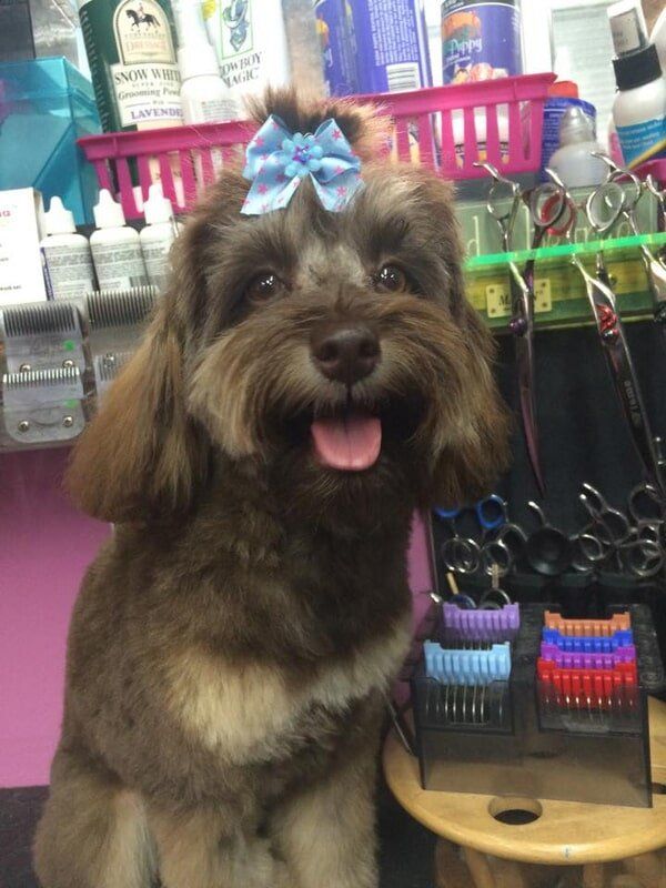 Dog with blue and pink ribbon — Dogoverboard in Adamstown, NSW