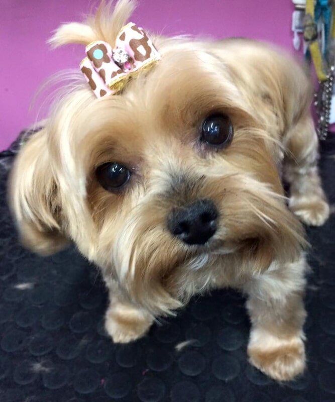 Dog with brown ribbon — Dogoverboard in Adamstown, NSW