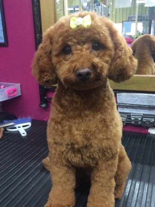 Dog with lime green ribbon — Dogoverboard in Adamstown, NSW