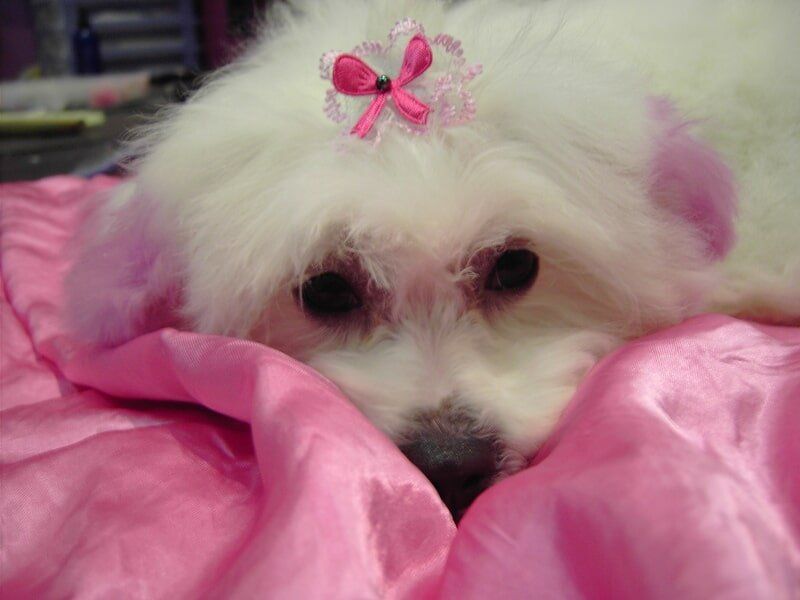 Dog with pink ribbon — Dogoverboard in Adamstown, NSW