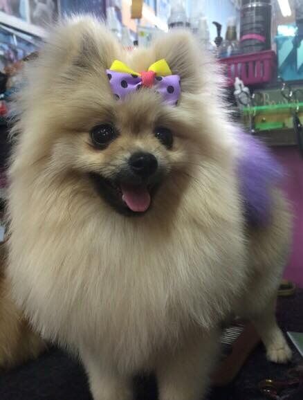 Dog with purple and yellow ribbon — Dogoverboard in Adamstown, NSW