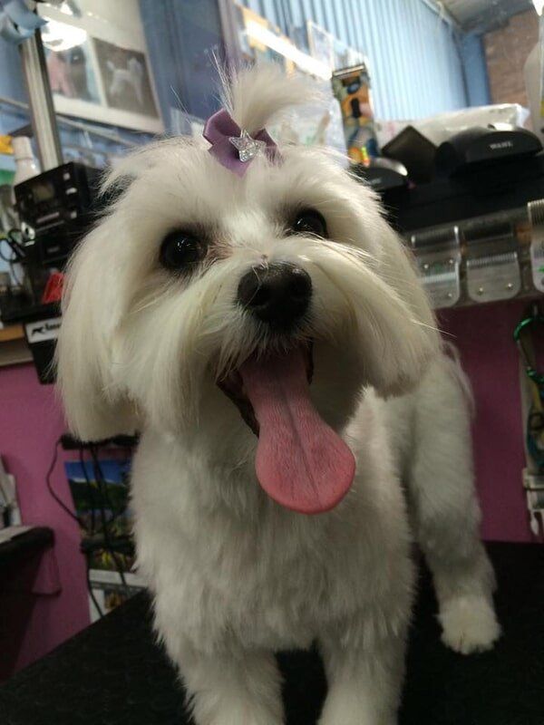 Dog with purple ribbon — Dogoverboard in Adamstown, NSW