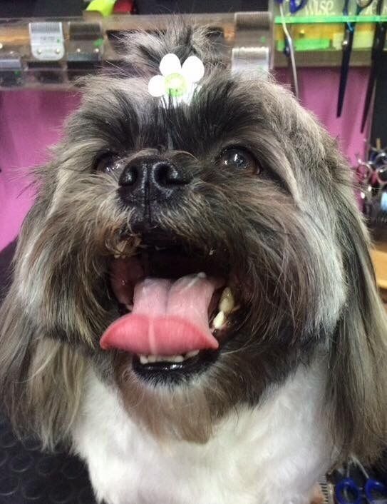 Happy hairy dog — Dogoverboard in Adamstown, NSW