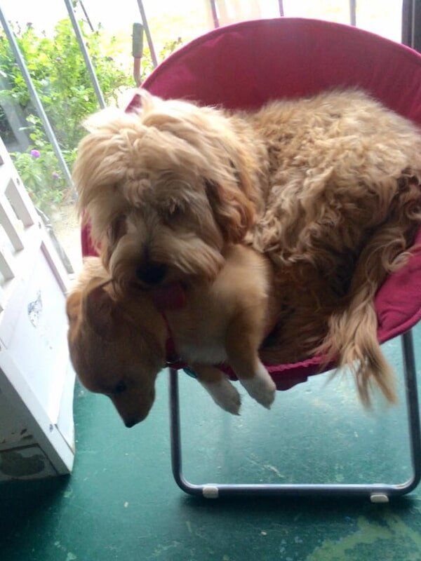 Two dogs sitting on a chair — Dogoverboard in Adamstown, NSW