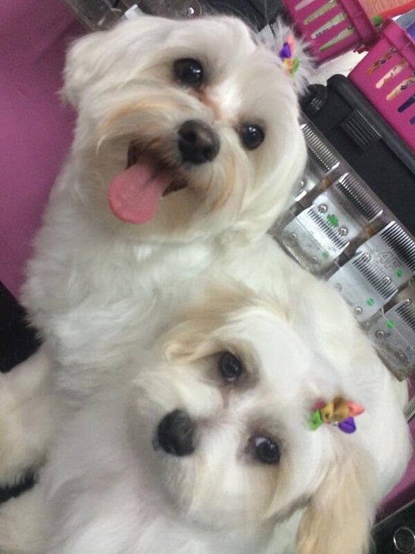 Two dogs with colourful ribbon — Dogoverboard in Adamstown, NSW