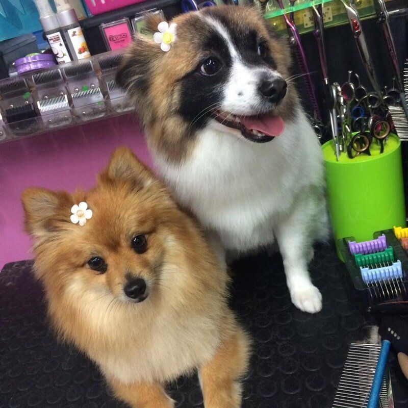 Two dogs with flower on their head — Dogoverboard in Adamstown, NSW