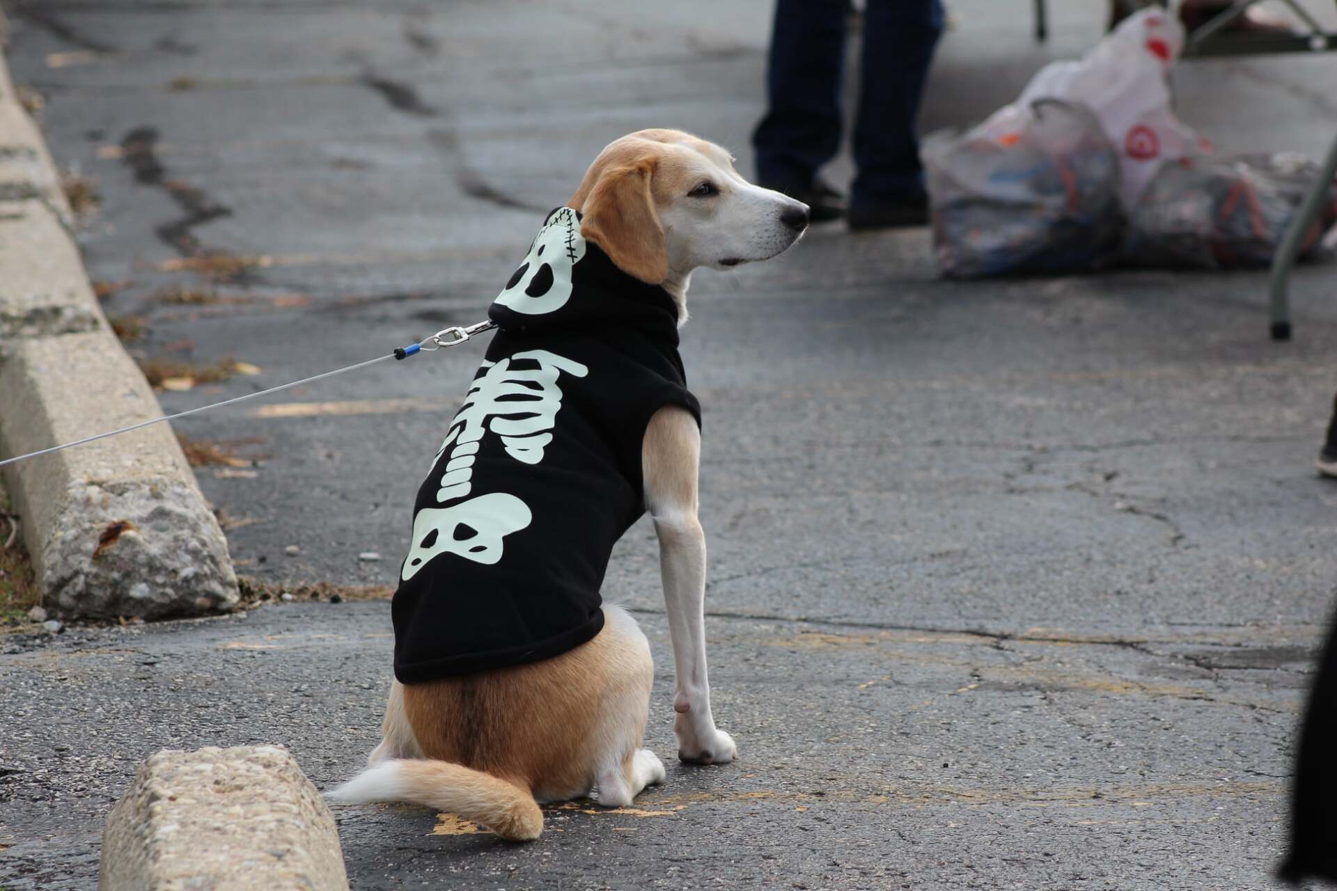 A dog wearing a skeleton hoodie is sitting on the sidewalk