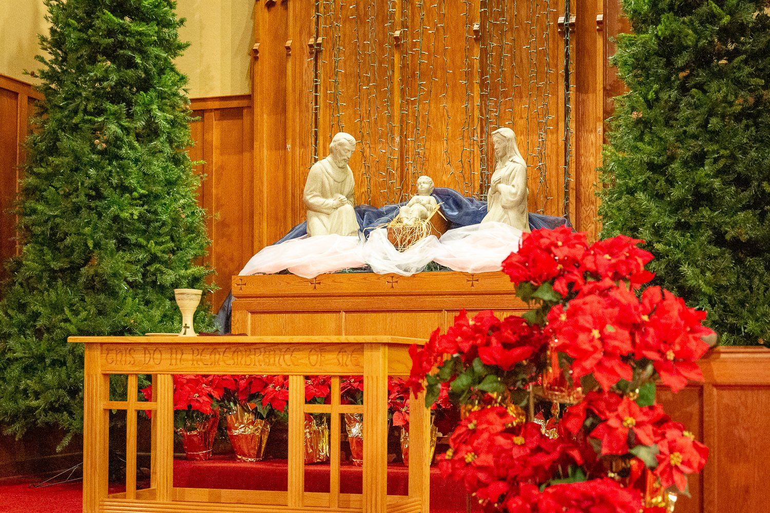 A nativity scene in a church with christmas trees and poinsettia flowers.