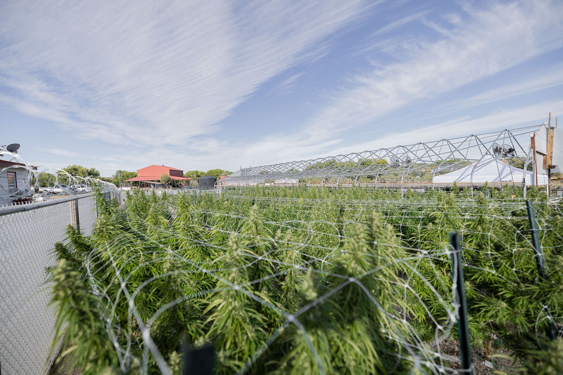 Experience the best flower in town. Some of our outdoor cannabis farm.
Premium Dispensary Farmington, NM