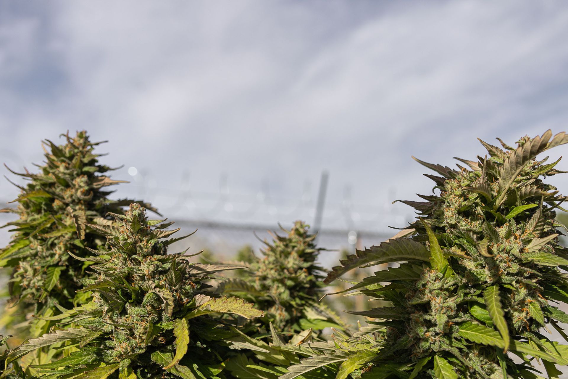 dispensary  in Farmington, NM